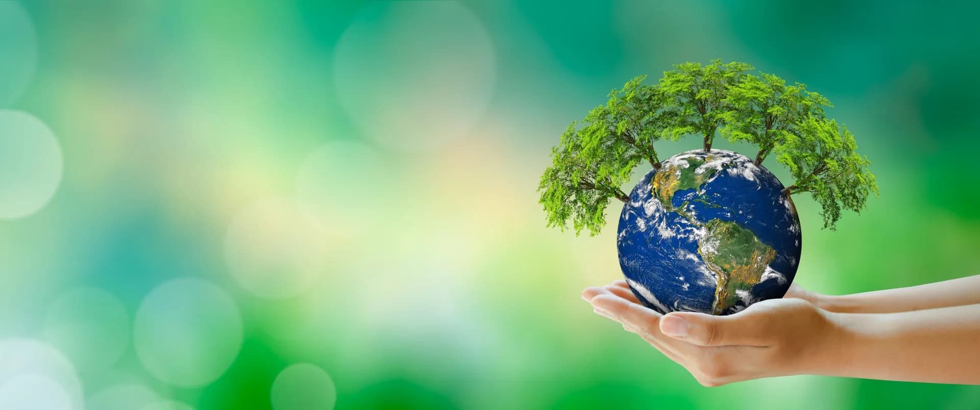 A young tree growing from the Earth held in cupped hands